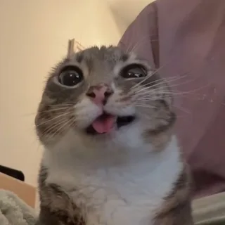 skippjg