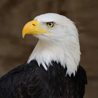 FlushNyaf