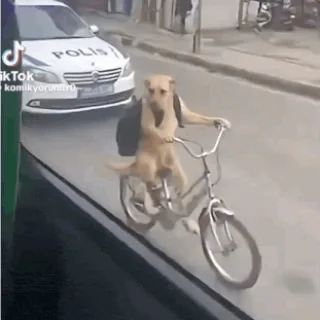T****r